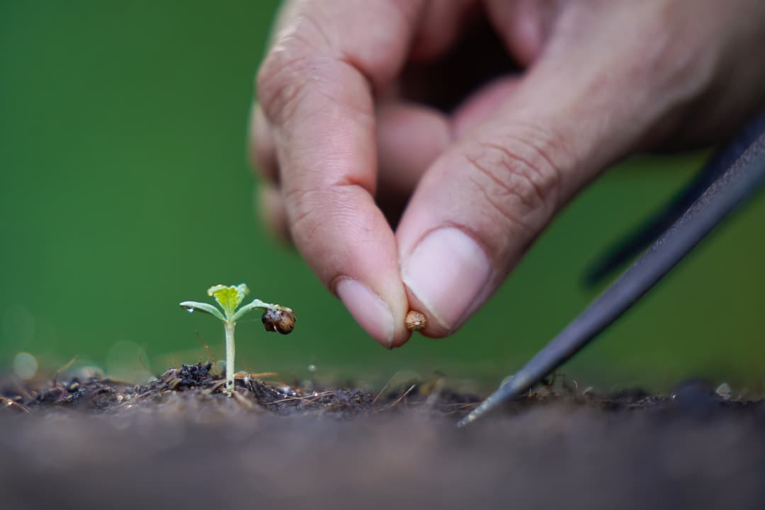 The Seed of Innovation