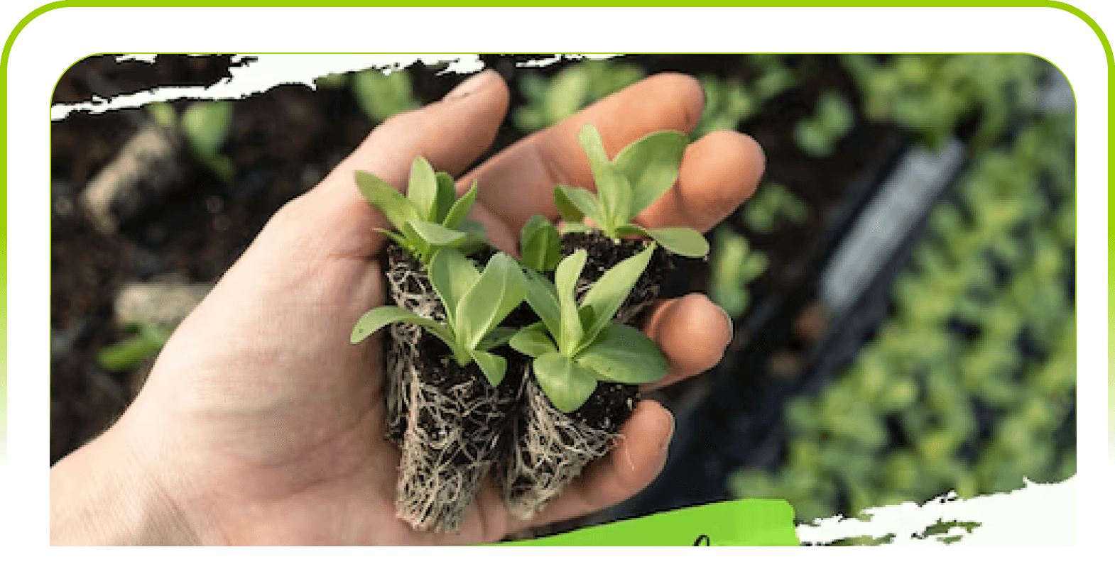 Hand holding a plant